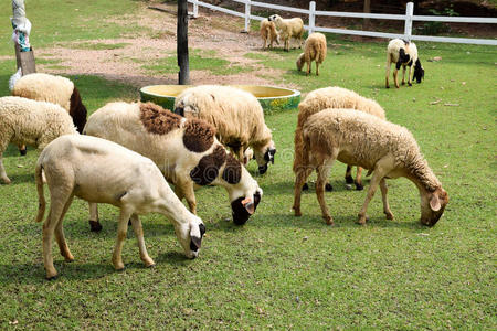 一群羊在绿草地上