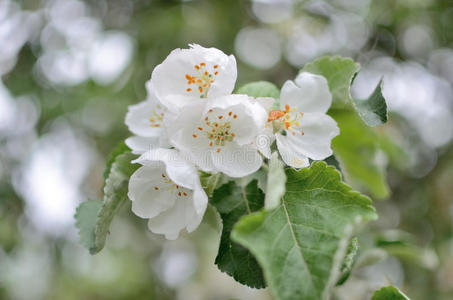 苹果树花