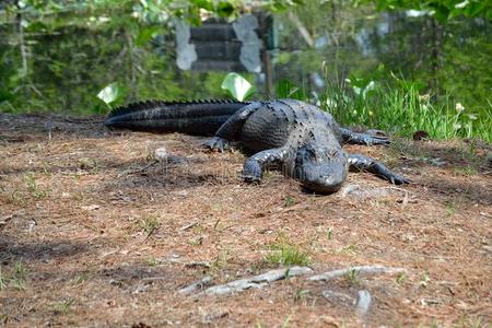 爬行动物 池塘 鳄鱼 沼泽 棕榈 危险的 捕食者 夏天 大喊