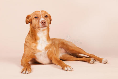 西班牙猎犬安达卢西亚猎犬照片