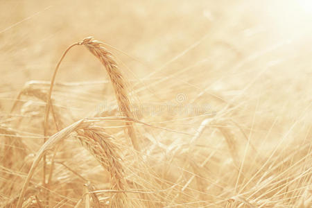自然 收获 行业 黑麦 风景 季节 特写镜头 谷类食品 生长