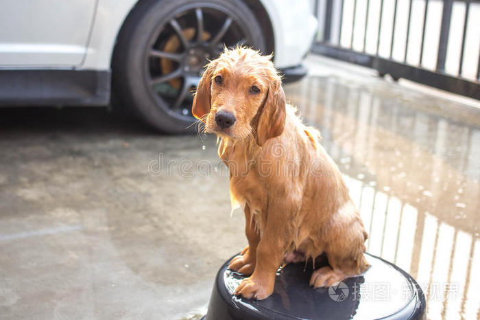 金毛猎犬洗澡