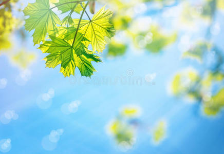 萌芽 风景 特写镜头 颜色 植物 树叶 和谐 森林 美丽的