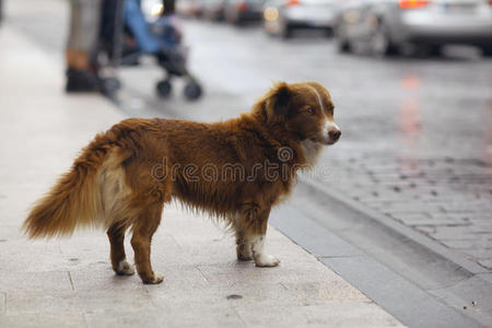 最好的 公园 自然 外部 孤独 可爱的 生活 犬科动物 城市