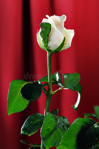 白玫瑰。