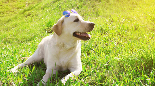 夏天，美丽的拉布拉多猎犬躺在草地上