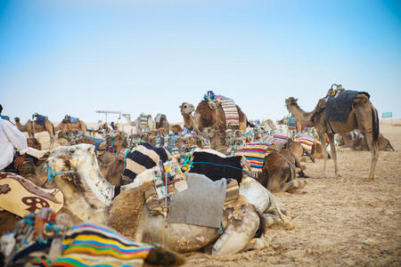 阿拉伯骆驼或龙马也称一驼骆驼