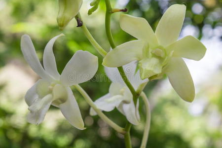 开花 兰花 蝴蝶兰 波基 分支 颜色 模糊 花瓣 春天 植物区系