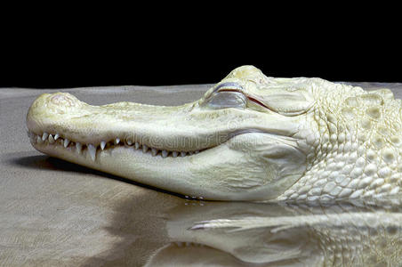 白化短吻鳄