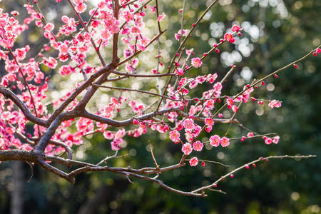 梅花生长图片-梅花生长素材-梅花生长插画-摄图新视界