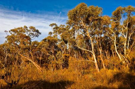 澳大利亚灌木丛中的桉树