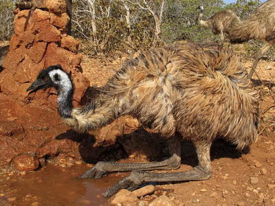 emu，澳大利亚