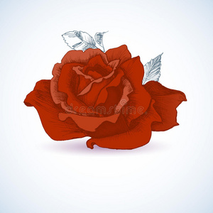 标签 开花 自然 玫瑰 明信片 庆祝 时尚 招呼 插图 花园