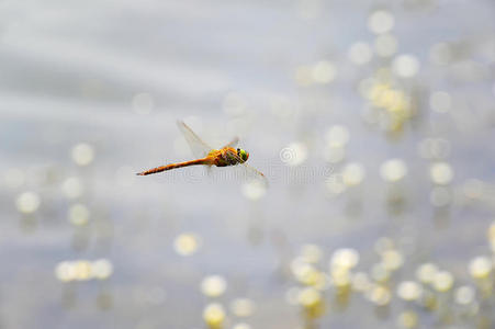 蜻蜓特写镜头飞过水面