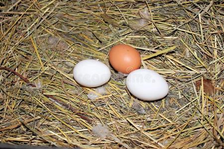 伯德巢鸟巢里的鸡蛋.照片
