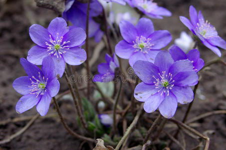 紫罗兰在花园里