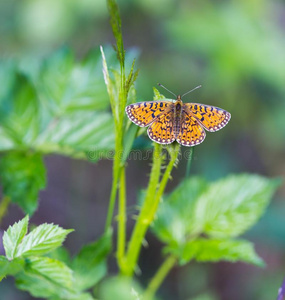 美丽的野生彩色蝴蝶栖息在植物上