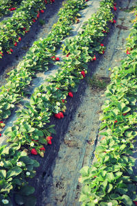 春天 植物 食物 农田 郁郁葱葱 种植园 作物 草莓 农场