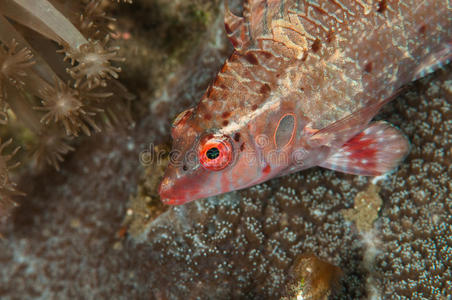 潜水 巴厘岛 生活 水肺 沙锅鱼 海洋 潜水员 珊瑚 探索