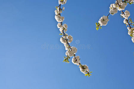 春花特写枝