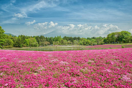 富士与粉红苔藓领域在石坂村节，日本