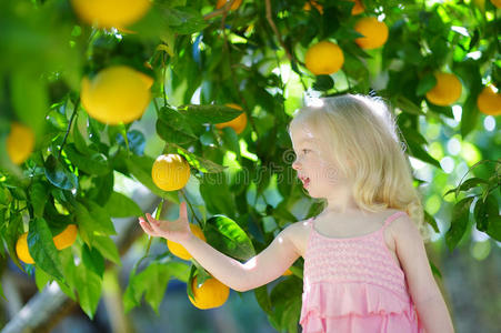 可爱的小女孩采摘新鲜成熟的柠檬