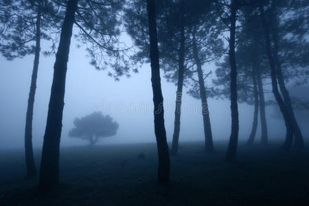 浓雾的黑暗森林