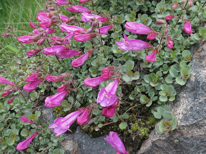 野生动物 粉红色 野花 阿尔卑斯山 植物 国家的 盛开 岩石