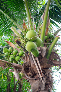 椰子树上的一束椰子