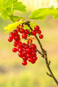 水果 夏天 食物 灌木 花园 醋栗 植物 分支 美味的 浆果