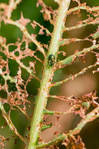 昆虫 损害 毛虫 生长 植物 静脉 曲线 生活 圣甲虫 颜色