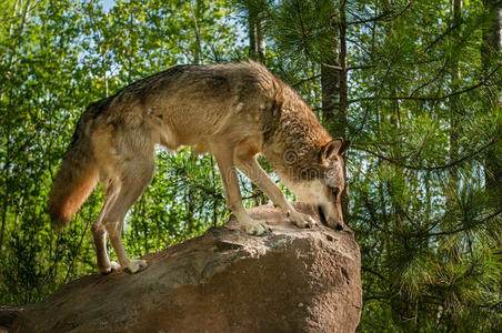 灰狼犬狼疮站在岩石上