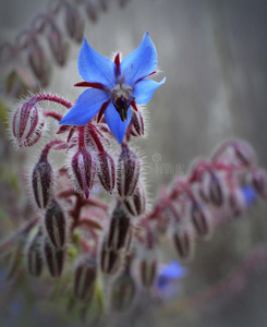 蓝色花琉璃苣花