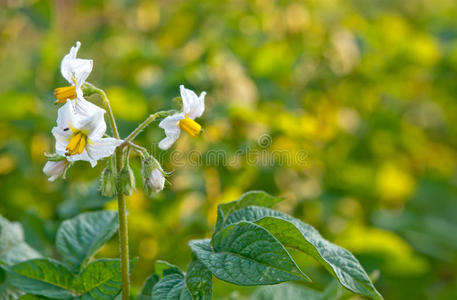 花园 重复 开花 自然 开钻 花的 园艺 夏天 植物 形象