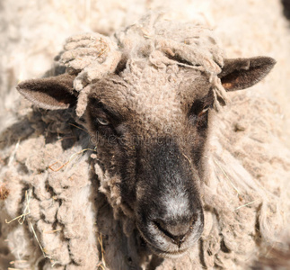 毛茸茸的 羊毛 外部 肖像 农场 农事 动物 毛皮 耳朵