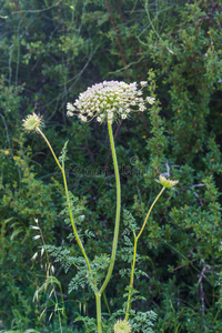 生长着野花