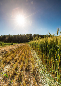 种植小麦的领域