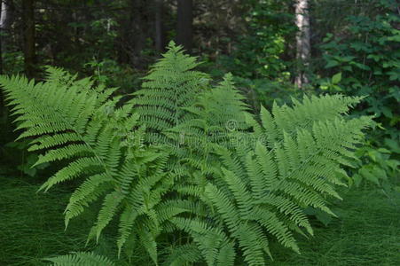 春天森林里的绿色蕨类植物