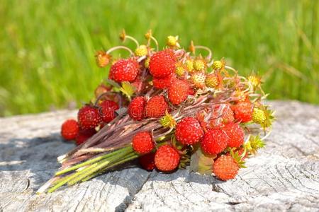 野草莓