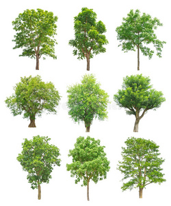 植物学 木材 枫树 春天 环境 天蓬 个人 生态学 季节