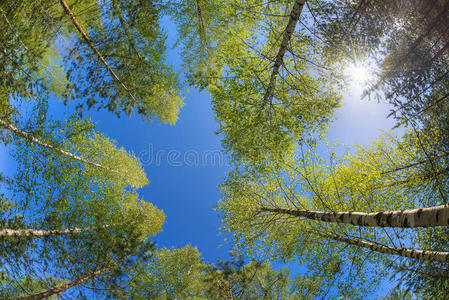 桦木 树干 树梢 自然 夏天 春天 高的 环境 阳光 天空