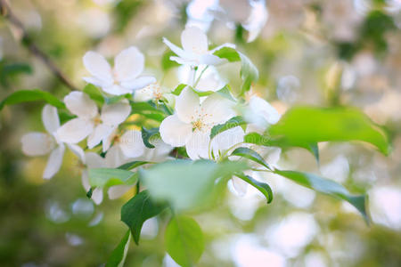 苹果树花