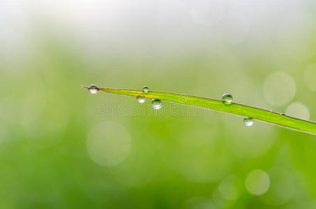 绿草上的水滴