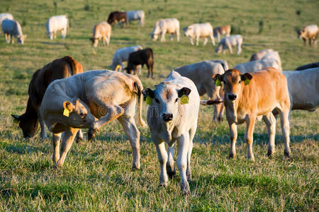 夏日绿野里的牛群