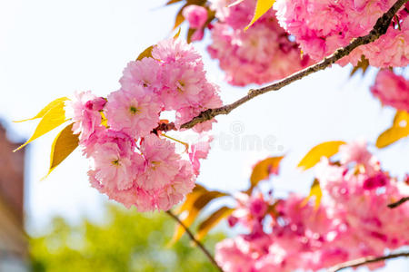 日本樱花盛开