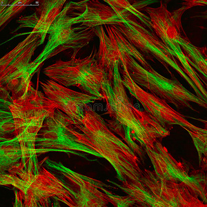 用荧光染料标记成纤维细胞皮肤细胞