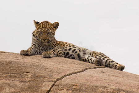 动物 猫科动物 可爱的 毛皮 非洲 危险 动物群 豹子 捕食者