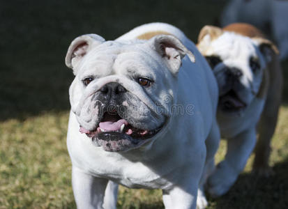 英国斗牛犬和一只小狗在追她