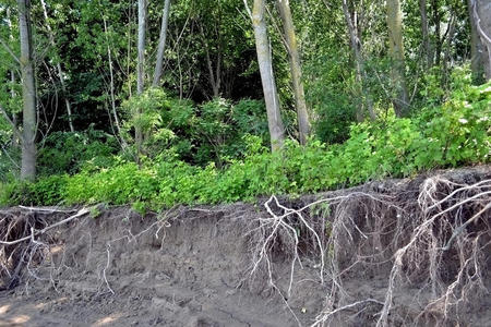 公司 动物群 森林 岛屿 武器 道路 海岸 地区 生态学