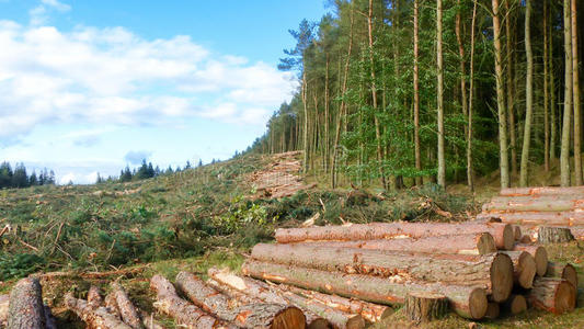 下一个 林业 行业 天空 收获 树皮 登录中 自然 森林